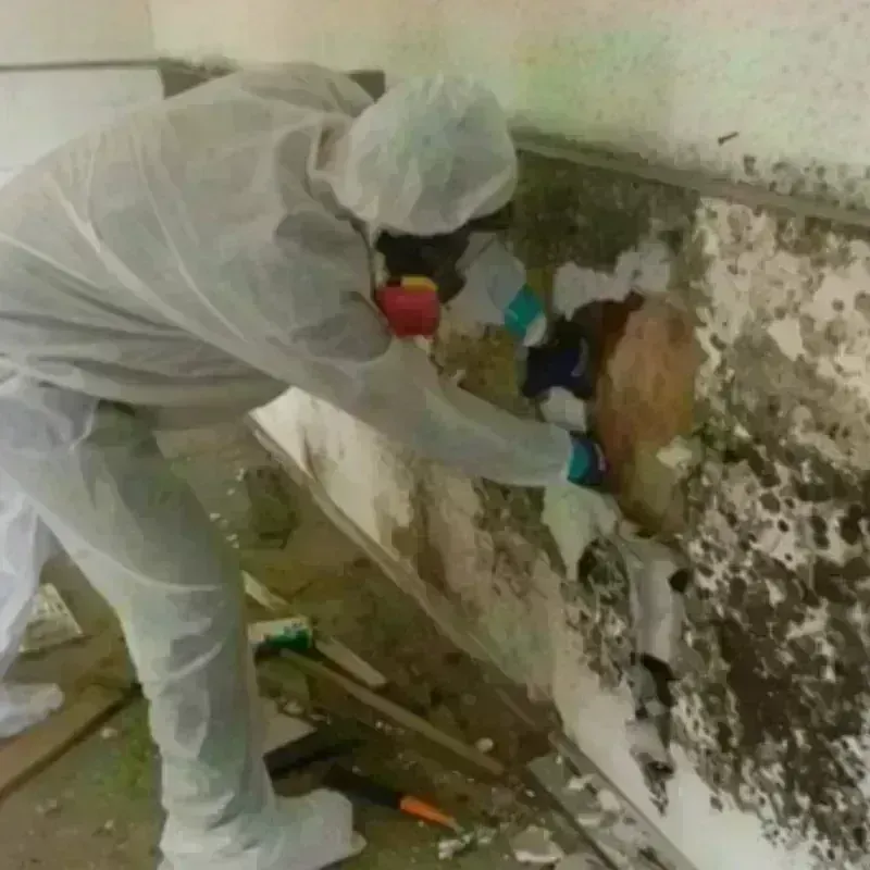 Mold Remediation and Removal in Potter County, TX